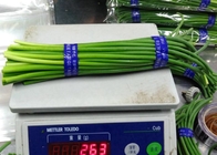germogli crescenti dell'aglio cinese lungo di 55cm