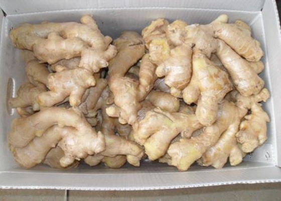 250g cinese nessuno zenzero asciugato all'aria germoglio