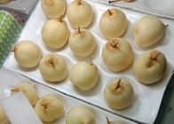 Pera bianca cinese gialla Juice Pome Fruit di HACCP