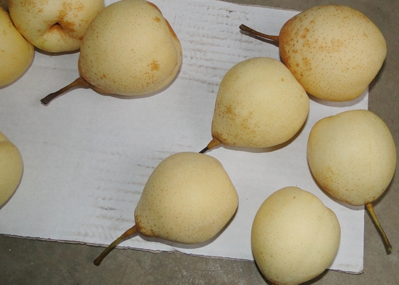 Pere di Ya di cinese dell'azienda agricola