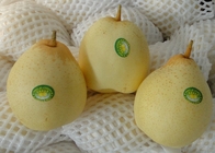 18kg   Frutta fresca delle pere di Ya di cinese
