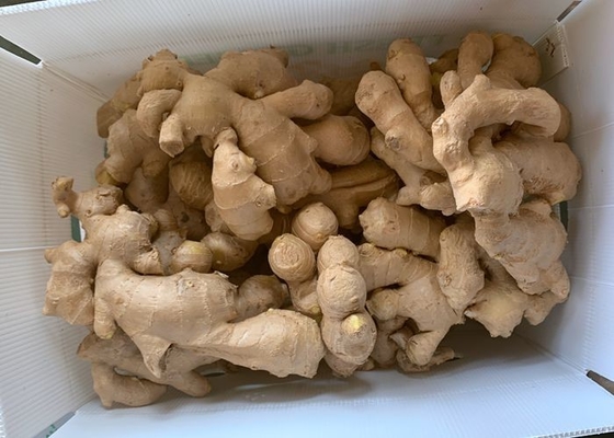 300g ha asciugato all'aria lo zenzero giallo