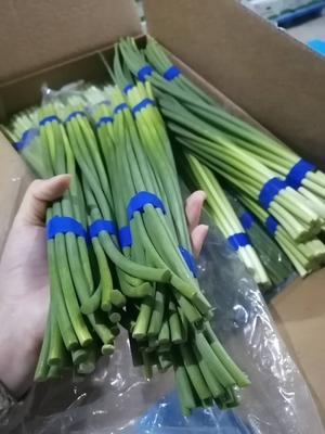 Aglio fresco Bolt di HACCP